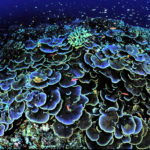 https://commons.wikimedia.org/wiki/File:Coral_at_Jarvis_Island_National_Wildlife_Refuge.jpg