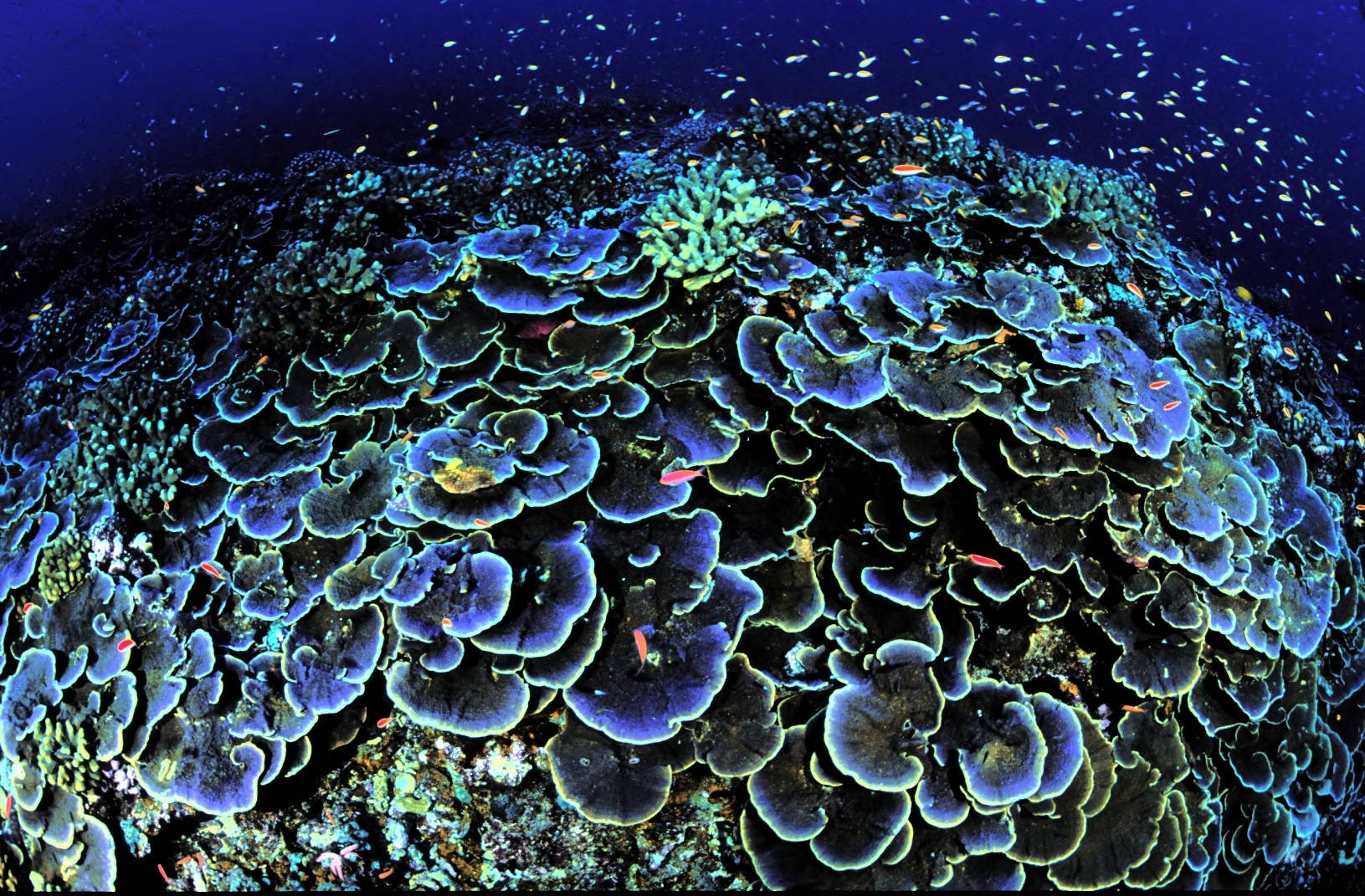 https://commons.wikimedia.org/wiki/File:Coral_at_Jarvis_Island_National_Wildlife_Refuge.jpg